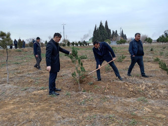 Goranboyda Ümummilli Lider Heydər Əliyevin anım günü ilə bağlı, ağacəkmə aksiyası təşkil olundu