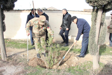 Goranboyda ağacəkmə aksiyası keçirildi