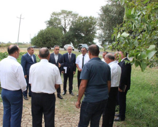 Goranboyda İcra Başçısı pambıq sahələrində yığıma hazırlığın vəziyyəti ilə maraqlandı