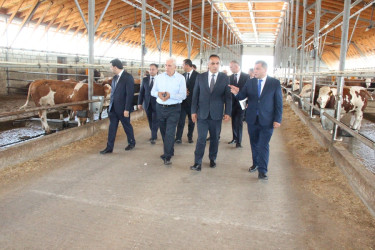 Goranboyda heyvandarlıq təsərrüfatlarına baxış davam etdirilir