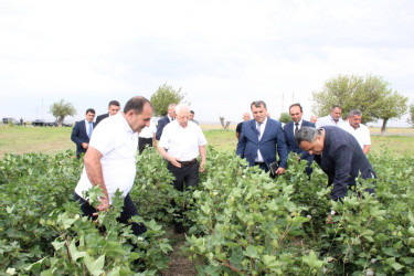 Goranboyda İcra Başçısı pambıq sahələrində yığıma hazırlığın vəziyyəti ilə maraqlandı