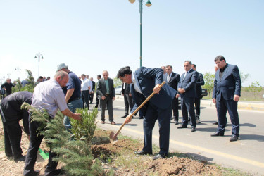 “Yaşıl dünya naminə həmrəylik ili” ilə bağlı, ağacəkmə aksiyası. 2024