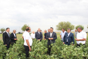 Goranboyda İcra Başçısı pambıq sahələrində yığıma hazırlığın vəziyyəti ilə maraqlandı