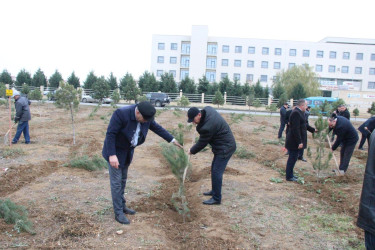 Goranboyda Ümummilli Lider Heydər Əliyevin anım günü ilə bağlı, ağacəkmə aksiyası təşkil olundu