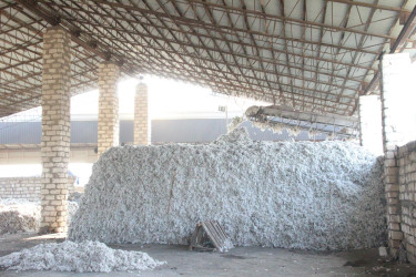 Goranboyda icra başçısı  pambıq qəbulu məntəqəsində oldu