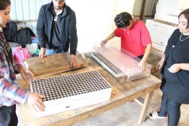 Goranboyda aqrar sektorun aparıcı sahələrindən biri olan tütünçülük inkişaf etdirilir