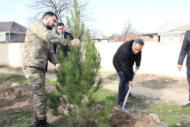 Goranboyda ağacəkmə aksiyası keçirildi