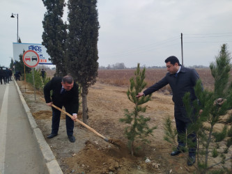 Goranboyun 2026-cı il üçün "Gənclər Paytaxtı" seçilməsi ilə bağlı “Gənclər həftəsi” çərçivəsində ağacəkmə aksiyası keçirildi