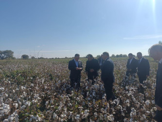Goranboyda pambıq yığımı sürətlə davam edir