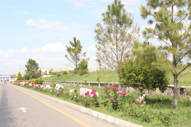Gül-çiçəyə bürünən Goranboy. 2024