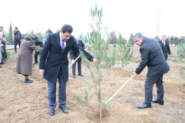 Goranboyda Ümummilli Lider Heydər Əliyevin anım günü ilə bağlı, ağacəkmə aksiyası təşkil olundu