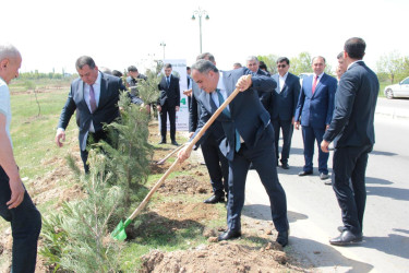 “Yaşıl dünya naminə həmrəylik ili” ilə bağlı, ağacəkmə aksiyası. 2024
