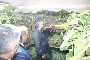 Goranboyda kümçülük təsərrüfatına baxış keçirildi