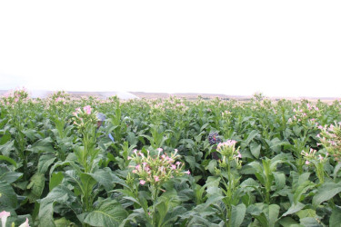 Goranboyda cari məhsul üçün tütün yığımına başlanılmışdır