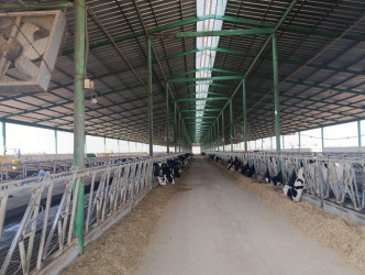 Goranboyda icra başçısı “Türk Qida Sənaye” MMC-yə məxsus heyvandarlıq kompleksində oldu