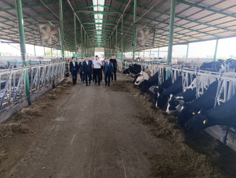 Goranboyda icra başçısı “Türk Qida Sənaye” MMC-yə məxsus heyvandarlıq kompleksində oldu