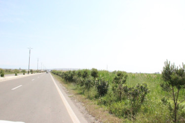 Gülə, çiçəyə bürünən Goranboy