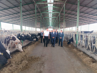 Goranboyda icra başçısı “Türk Qida Sənaye” MMC-yə məxsus heyvandarlıq kompleksində oldu