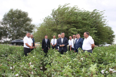 Goranboyda İcra Başçısı pambıq sahələrində yığıma hazırlığın vəziyyəti ilə maraqlandı