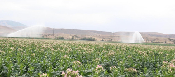 Goranboyda cari məhsul üçün tütün yığımına başlanılmışdır