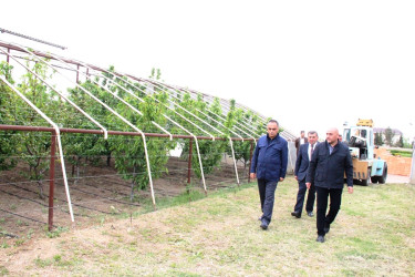 Goranboyda icra başçısı intensiv bağçılıq təsərrüfatına baxış keçirdi