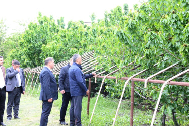 Goranboyda icra başçısı intensiv bağçılıq təsərrüfatına baxış keçirdi