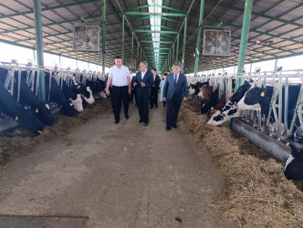 Goranboyda icra başçısı “Türk Qida Sənaye” MMC-yə məxsus heyvandarlıq kompleksində oldu
