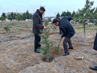 Goranboyda Ümummilli Lider Heydər Əliyevin anım günü ilə bağlı, ağacəkmə aksiyası təşkil olundu