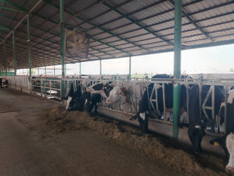 Goranboyda icra başçısı “Türk Qida Sənaye” MMC-yə məxsus heyvandarlıq kompleksində oldu