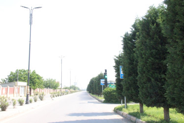 Gülə, çiçəyə bürünən Goranboy
