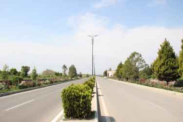 Gülə, çiçəyə bürünən Goranboy