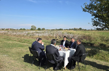 Goranboyda pambıq yığımı sürətlə davam edir