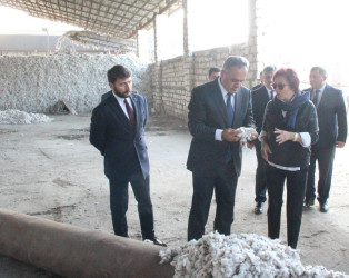 Goranboyda icra başçısı  pambıq qəbulu məntəqəsində oldu