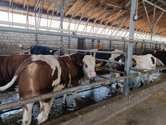 Goranboyda heyvandarlıq təsərrüfatlarına baxış davam etdirilir