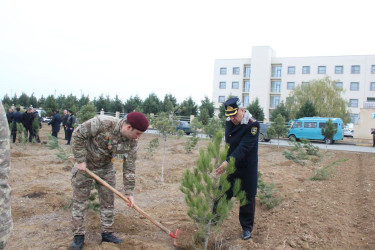 Goranboyda Ümummilli Lider Heydər Əliyevin anım günü ilə bağlı, ağacəkmə aksiyası təşkil olundu