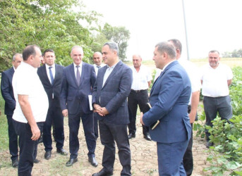 Goranboyda İcra Başçısı pambıq sahələrində yığıma hazırlığın vəziyyəti ilə maraqlandı