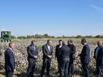 Goranboyda pambıq yığımı sürətlə davam edir