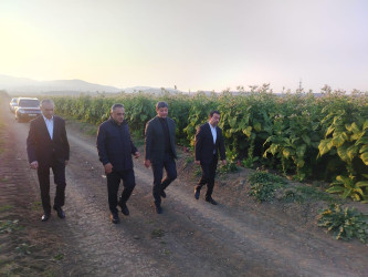 Goranboyda cari məhsul üçün tütün yığımında yüksək nəticə gözlənilir