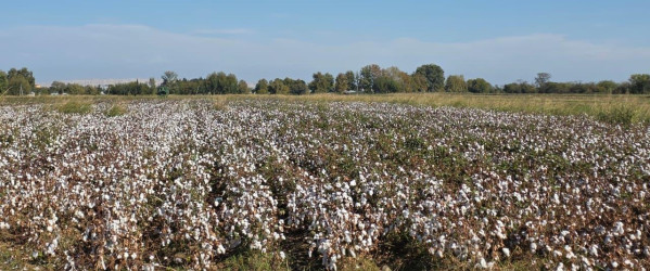 Goranboyda pambıq yığımı sürətlə davam edir