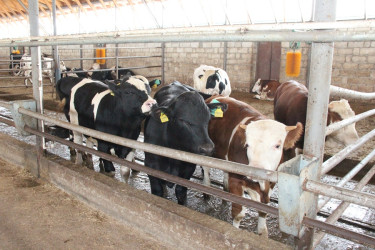 Goranboyda heyvandarlıq təsərrüfatlarına baxış davam etdirilir