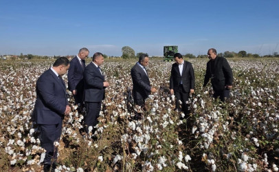 Goranboyda pambıq yığımı sürətlə davam edir