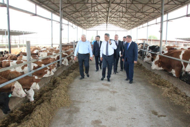 Goranboyda heyvandarlıq təsərrüfatlarına baxış davam etdirilir