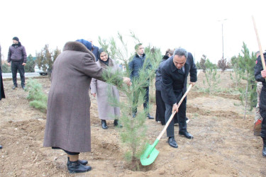 Goranboyda Ümummilli Lider Heydər Əliyevin anım günü ilə bağlı, ağacəkmə aksiyası təşkil olundu