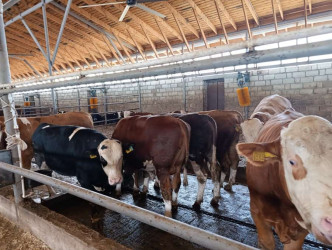 Goranboyda heyvandarlıq təsərrüfatlarına baxış davam etdirilir