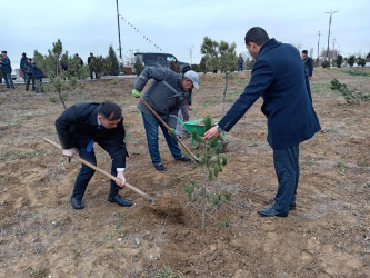 Goranboyda Ümummilli Lider Heydər Əliyevin anım günü ilə bağlı, ağacəkmə aksiyası təşkil olundu