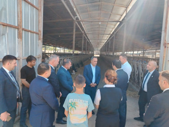Goranboyda icra başçısı “Türk Qida Sənaye” MMC-yə məxsus heyvandarlıq kompleksində oldu